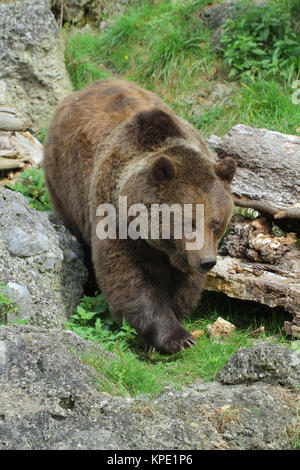 Brauner Bär durchstreift sein Territorium auf der Suche nach Beute (Ursus arctos) Stockfoto