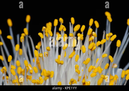 Staubbeutel Staubfäden und einer Elefantenohrblüte Stockfoto