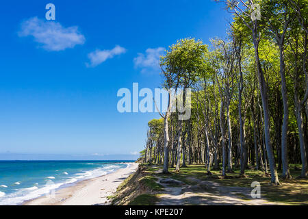 Küstenwald an der Ostsee Stockfoto