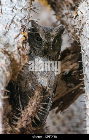 Ein Madagascar Scops Owl (Otus rutilus) versteckt zwischen dornige Pflanzen während des Tages. Berenty Private Reserve. Madagaskar, Afrika. Stockfoto