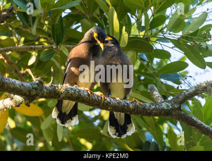 Ein paar gemeinsame Myna (Acridotheres Tristis) auf einem Ast. Madagaskar, Afrika. Stockfoto