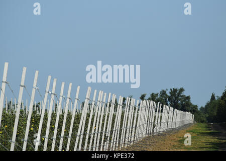 Junge Apple Orchard Stockfoto