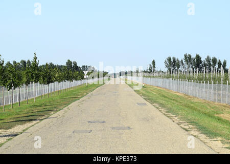Junge Apple Orchard Stockfoto