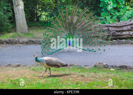 Pfauen-Familie im park Stockfoto