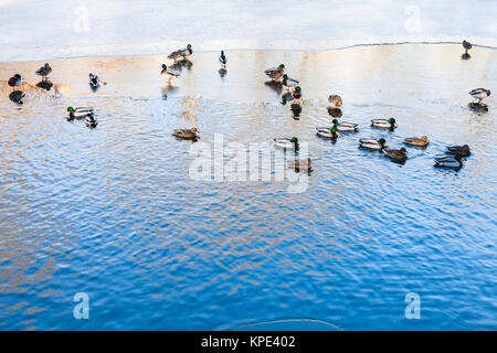 Enten schwimmen im Clearing von gefrorenen Fluss im Winter Stockfoto