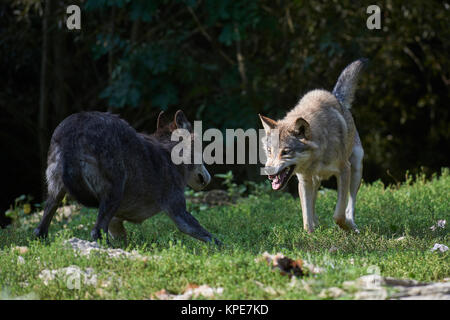 Zwei kanadische timber Wölfe im Kampf Stockfoto