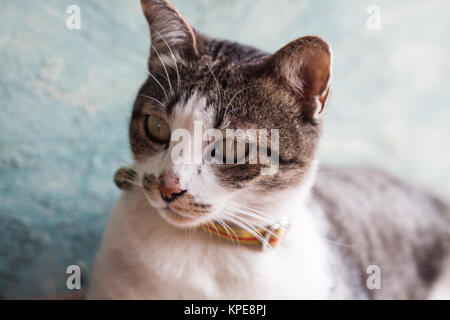 Thailändische cat Pose mit grünem Hintergrund Stockfoto