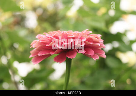 Soft Focus rosa Zinnia closeup gegen grüne verschwommen bokeh Hintergrund Stockfoto