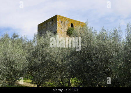 Turm der tuskania mit Olivenbäumen Stockfoto