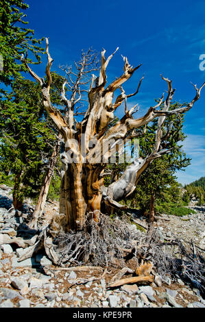 Bristlecone Pine (Pinus longaeva) im Great Basin National Park, Nevada. Älteste bekannte nicht klonalen Organismus auf der Erde.
