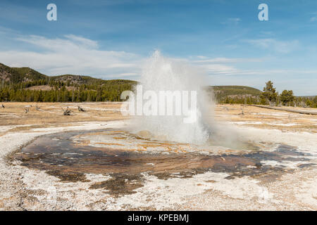 Juwel ausbrechenden Geysir im Yellowstone Nationalpark, Wyoming Stockfoto