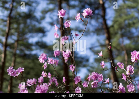 Rhododendron mucronulatum Stockfoto