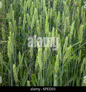 Junge Weizenfeld Stockfoto