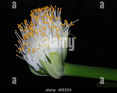 Elefantenohrblüte Stockfoto