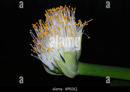 Elefantenohrblüte Stockfoto