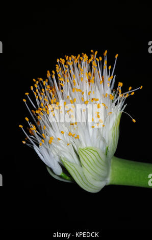 Elefantenohrblüte Stockfoto