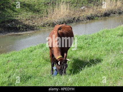 Kuh grasen am Flussufer Stockfoto