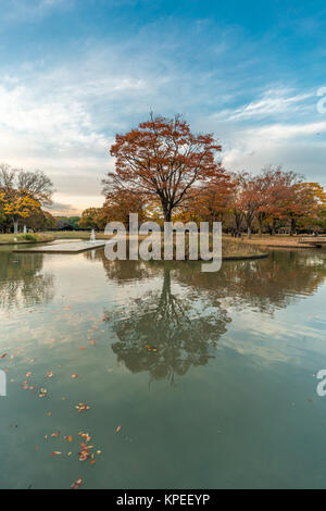Momiji (Ahorn) Herbstliche Farben, Springbrunnen, Teich und Herbstlaub Sonnenuntergang im Yoyogi Park in Shibuya, Tokio, Japan Stockfoto