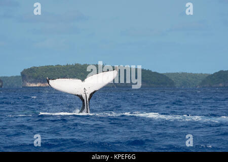 Buckelwal, Megaptera novaeangliae, Schwanz schlagen, Vava'u, Königreich Tonga, Südpazifik Stockfoto