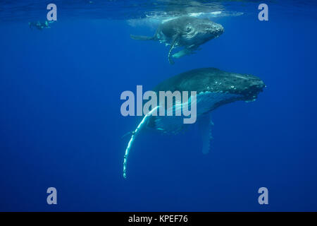 Schnorchler mit Buckelwal, Megaptera novaeangliae, und Kalb, Vava'u, Königreich Tonga, Südpazifik Stockfoto