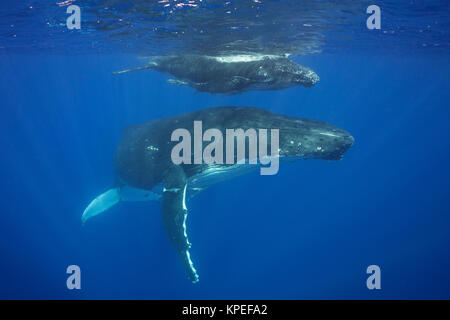 Buckelwal, Kalb Megaptera novaeangliae, und, Vava'u, Königreich Tonga, South Pacific; beide Mutter und Baby haben schiffshaltern oder shark Sauger Stockfoto