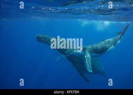 Buckelwal, Kalb Megaptera novaeangliae, und, Vava'u, Tonga, South Pacific; beide Mutter und Baby haben Kommensalen schiffshaltern oder shark Sauger Stockfoto