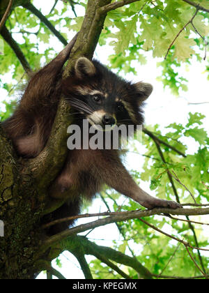 Waschbär (Procyon Lotor) Stockfoto