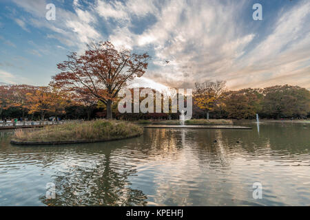 Momiji (Ahorn) Herbstliche Farben, Springbrunnen, Teich und Herbstlaub Sonnenuntergang im Yoyogi Park in Shibuya, Tokio, Japan Stockfoto
