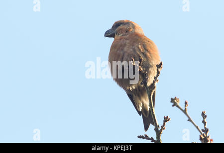 Eine atemberaubende seltene männliche Papagei Gegenwechsel (Loxia pytyopstittacus) an der Spitze der eine Zweigniederlassung, die in einem Baum gehockt. Stockfoto