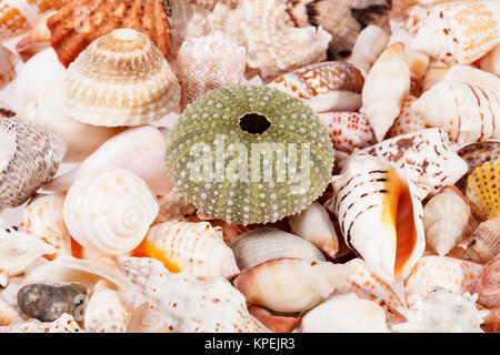 Hintergrund von verschiedenen Arten von Muscheln, hautnah. Stockfoto