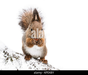 Eichhörnchen sitzt auf Baum mit Schnee im Winter Park bedeckt und mit Mutter Stockfoto