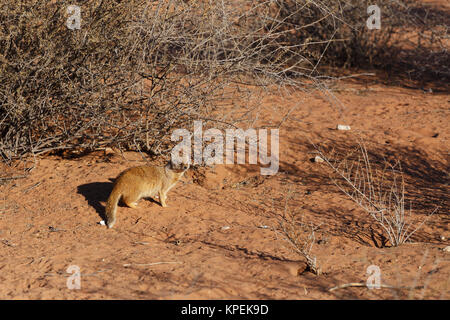 Yellow Mongoose, Kalahari Wüste, Südafrika Stockfoto