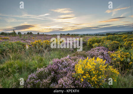 Heather in Blüte bei Sonnenuntergang Stockfoto