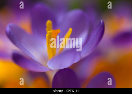 Krokus im Frühjahr und wolkenloser Himmel, nah fotografiert, Pflanzen im sonnigen Gegenlicht, Formen und Farben Stockfoto