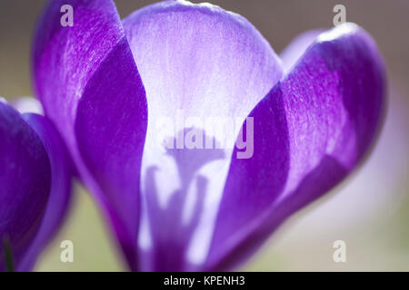 Krokus im Frühjahr und wolkenloser Himmel, nah fotografiert, Pflanzen im sonnigen Gegenlicht, Formen und Farben Stockfoto