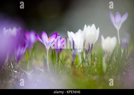 Krokus im Frühjahr und wolkenloser Himmel, nah fotografiert, Pflanzen im sonnigen Gegenlicht, Formen und Farben Stockfoto
