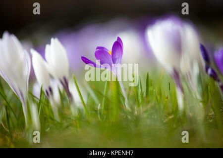 Krokus im Frühjahr und wolkenloser Himmel, nah fotografiert, Pflanzen im sonnigen Gegenlicht, Formen und Farben Stockfoto