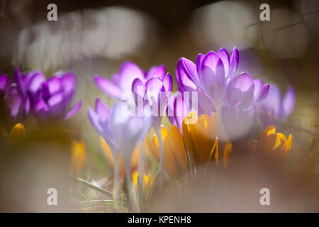 Krokus im Frühjahr und wolkenloser Himmel, nah fotografiert, Pflanzen im sonnigen Gegenlicht, Formen und Farben Stockfoto