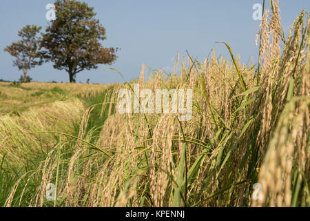 In der Nähe der Reifen Reisfeld Stockfoto