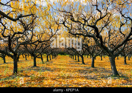 Organische Peach Orchard mit Herbstfarben im Herbst Saison im Okanagan Valley, British Columbia, Kanada. Stockfoto