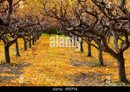 Organische Peach Orchard mit Herbstfarben im Herbst Saison im Okanagan Valley, British Columbia, Kanada. Stockfoto