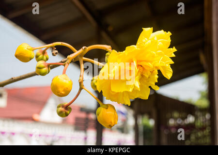 Gelbe Seide Baumwolle (Cochlospermum religiosum) Blütenknospen Stockfoto
