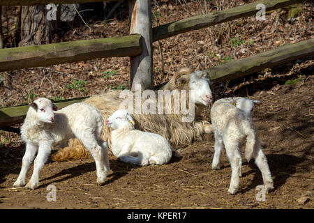 Schaf mit Lamm auf ländlichen Bauernhof Stockfoto