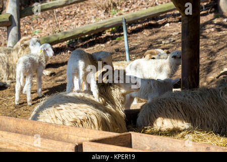 Schaf mit Lamm auf ländlichen Bauernhof Stockfoto