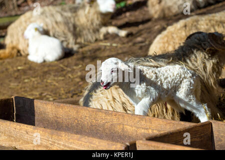 Schaf mit Lamm auf ländlichen Bauernhof Stockfoto