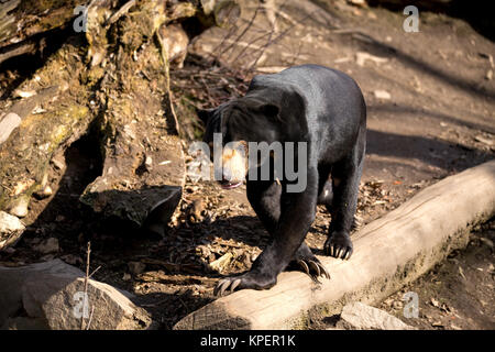 Sun Bear auch als Malaysische Bär bekannt Stockfoto