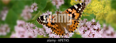 Thistle Elf Age on Pink Blossom (Vanessa cardui) Panorama Stockfoto