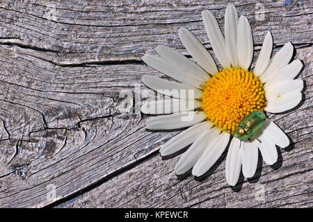 Seidige Fall Käfer (cryptocephalus sericeus) auf einem Gänseblümchen auf Holz Stockfoto