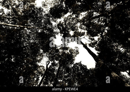 Silhouette Baum auf Weiß Stockfoto