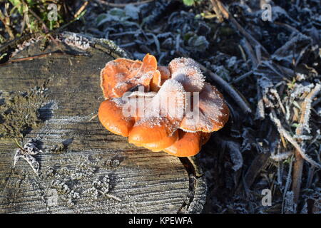 Orange Pilze auf einem Stich Stockfoto